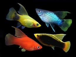 Assorted Highfin Platies Order From Https Fishplace Eu Product Assorted Highfin Platies Price Starts From Platy Fish Tropical Freshwater Fish Aquarium Fish