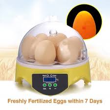 Why do incubated eggs go bad? 16 Best Chicken Egg Incubator 2021 Reviews And Buying Guide East Man Egg