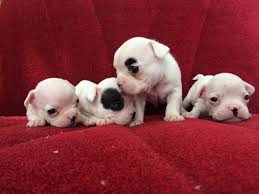 Irk Garantili French Bulldog Irk Garantili French Bulldog Kopek Kopekseverler Kopeksahiplendirme Kopekyavrusu Evcilhayvan Evcilhayvanurunleri Sat