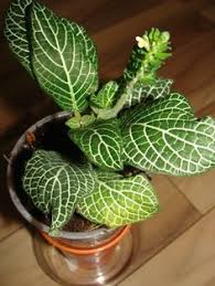 Thanksgiving blooms fall/winter typically, christmas blooms a little later in the winter. 61 Plants Safe For Cats Dogs And Kids Ideas In 2021 Plants Houseplants House Plants