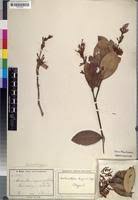 Image result for Acokanthera laevigata