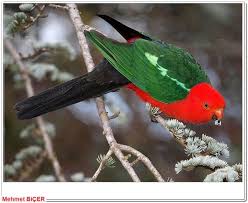 Avustralya Kral Parrot Avustralya Kus