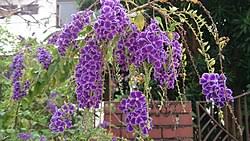 Image result for Duranta erecta