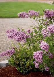 Low maintenance & durable · next day shipping · sent from our nursery Bloomerang Dark Purple Reblooming Lilac Syringa X Gardening For Beginners Purple Plants Fall Vegetable Garden