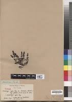 Image result for Laurembergia tetrandra