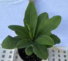 Image result for Euphorbia chevalieri