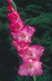 Be sure not to plant at the end of the summer, as the gladiolus when planting your bulbs, include sand mixed in with the soil. How To Tips On Digging Planting And Growing Gladiolus Bulbs