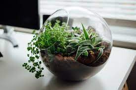 Starting with the largest plant, gently remove as much of the soil and white perlite as you can from the root mass. 10 Best Terrarium Plants Urban Garden Gal