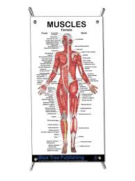 Some of these muscles are quite large and cover broad areas. Muscles Female Mini Poster Muscle Building And Physical Fitness The Muscular System Anatomical Chart Buy Online In Montenegro At Montenegro Desertcart Com Productid 44162590
