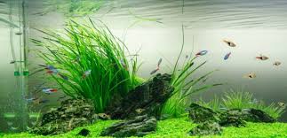 Semakin lebar aquarium, tentunya bahan bahan yang dibutuhkan untuk membuat sebuah aquarium sampai selesai memerlukan biaya yang lumayan dan juga harga aquarium pun akan semakin mahal. 70 Inspirasi Aquascape Dekorasi Cantik Aquarium Masa Kini Rumahku Unik