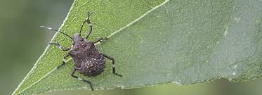 I have one as a pet. Brown Mamorated Stink Bugs The Truth Stinks Bioadvanced