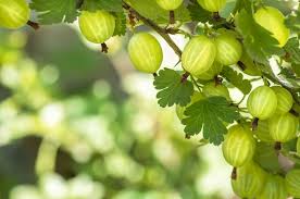 Die standorte sollen warm und nicht zu trocken sein. Stachelbeeren Pflanzen So Wird S Gemacht