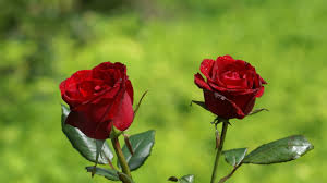 Download hd rose wallpapers best collection. Red Roses Wallpaper Hd