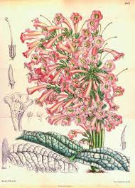 Image result for Streptocarpus myoporoides