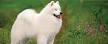 Samoyed Dog Breed Information - American Kennel Club