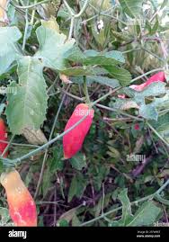 Image result for Kedrostis leloja