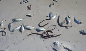 Red Tide Conditions In Florida The Alabama Weather Blog Mobile