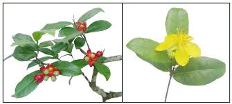 Image result for Ochna