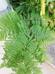 Image result for Hypolepis