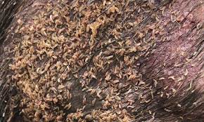 Managing Maggots Bots In Dogs Cats Clinician S Brief