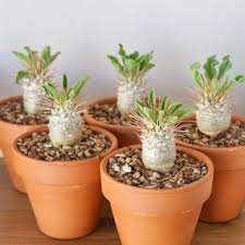 Image result for Pachypodium