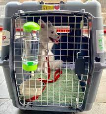 Maybe you would like to learn more about one of these? Keli Traveling From Delhi India To Australia Via Malaysia Pet Relocation Pet Transport Pet Transport Service