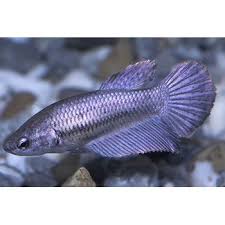 Female Halfmoon Betta Betta Halfmoon Betta Betta Fish