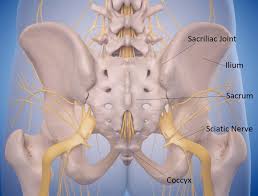 An organ is a collection of tissues joined in a structural unit to serve a common function. Lower Back Pain The Sacroiliac Joint