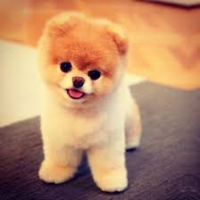 Boo Le Spitz Nain Funny Cute Pets Teddy Bear