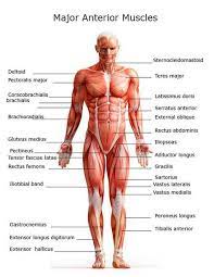 This muscle is found in the front of the upper arm. Major Muscles On The Front Of The Body Body Muscle Anatomy Muscle Anatomy Human Body Anatomy