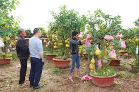 A fruit tree is a tree which bears fruit that is consumed or used by humans and some animals — all trees that are flowering plants produce fruit, which are the ripened ovaries of flowers containing one or more seeds. The Amazing Trees Julibeth Cabanog Blog About Spiritual Matters