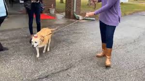 More information available at checkout. 12 Year Old Dog Adopted After 2 461 Days In A Shelter Abc News