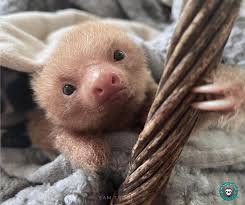 The Sloth Institute Costa Rica