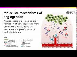 Image result for Angiogenesis