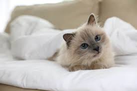 A cat stays pregnant between 63 to 67 days, though it may be as long as 72 days. Cat Pregnancy Calculator 2021 Feline Gestation Calendar The Goody Pet