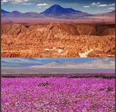 Check spelling or type a new query. Atacama Desert In Chile Is The Driest Place On Earth But Sometimes When It Rains A Lot Flowers Grow In A Phenomenon That We Call Desierto Florido 9gag