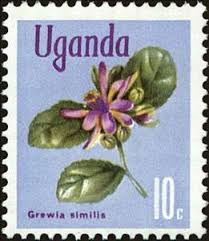 Image result for Grewia similis