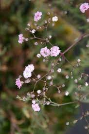 Das kriechende schleierkraut, auch als teppichschleierkraut, zwergschleierkraut oder kriechendes gipskraut (gypsophila repens) bekannt, ist. Teppich Schleierkraut Rosea Gypsophila Repens Rosea Pflanzenmalerei Schleierkraut Rosa Blute