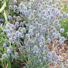 24 Of The Best Perennials That Will Thrive In Clay Soil Clay Soil Plants Plants Shade Plants