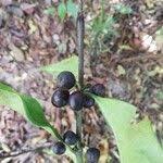 Image result for Colletoecema tortistilum