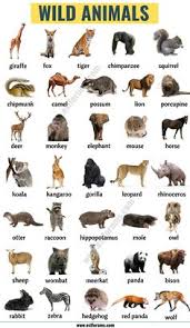 Wild animals chart animals wild, animals learn animal names with different types of animals and useful list of animals with pictures. 23 Zoo Animals Names List Ideas Animals Name List Animals Name In English Animals