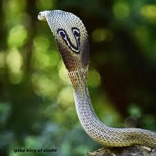 Image result for Najas horrida