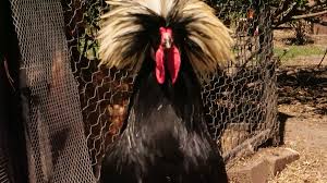 Deanna brown on author buzz winners; Bird Sanctuary Raises Concerns About Proposed Rooster Limits