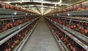 Contoh model pengelolaan usaha peternakan ayam petelur. 5 Rincian Modal Bisnis Ternak Ayam Petelur Kalkulasi Keuntungan