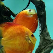 Its How The Discus Fish Protect Their Eggs Follow Us On Instagram Aquascaper In 2020 Discus Fish Tropical Freshwater Fish Aquarium Fish