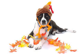 Pet stores open on thanksgiving. Are These Thanksgiving Foods Okay For Your Dog To Eat