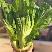 Image result for Brassica juncea