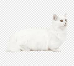 Longhaired cat breeds have beautiful, luscious coats, but they often require more frequent grooming. Burmilla Munchkin Cat Persian Cat Turkish Van Burmese Cat Kitten Animals Cat Like Mammal Png Pngegg