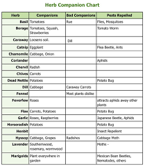 Companion Planting Chart Food Farms Gardens Planting
