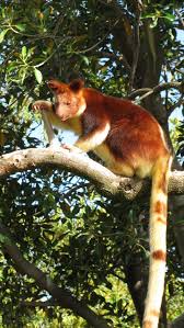 Tree Kangaroo Animal The Tree Kangaroos Are A Genus Of Mevilidae Marsupials Of The Genus Dendrolagus Adapted Australia Animals Kangaroo Stuffed Animal Animals
